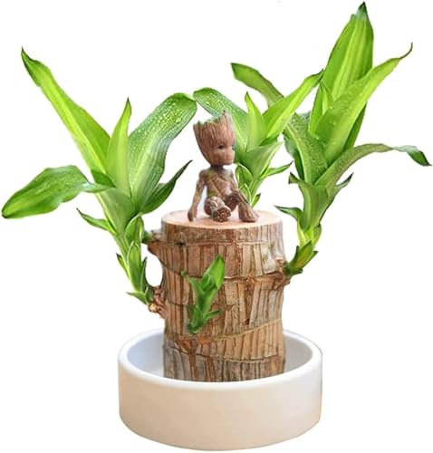 Mini Brazil Lucky Wood,Magical Sprouting Lucky Bamboo Wood,Hydroponic Potted Plant Stump Mini Plant,IndoorOffice Desktop Plant to- Purify Indoor Air (Brazilian Wood+Doll)