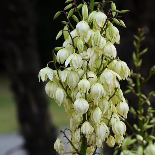 semi resistenti di giglio di palma, arbusti per il giardino yucca filamentosa, esterno amici resistenti all'esterno luoghi soleggiati 25pcs