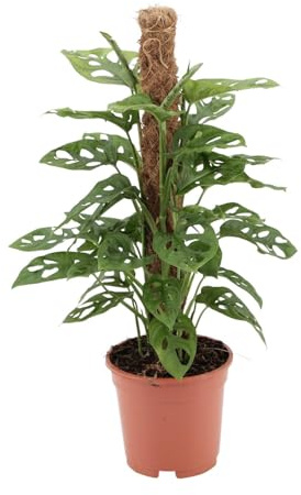 Singe Monstera - 50-60cm - Ø17cm - Plante d'intérieur - Vert persistant