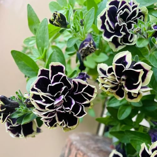 semillas de petunia colgando en resistentes al exterior, primavera petunia de silvestres, lecho elevado 650pcs