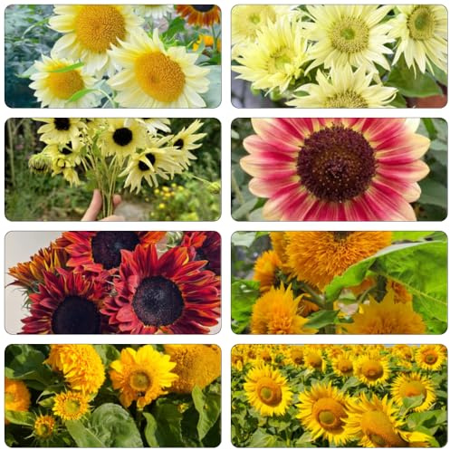 sonnenblumen sommerblumen schnittblumen frühlingsblumen sonnenblume sonnenblumensamen pflanztöpfe winterharte stauden dauerblüher gartenpflanze indoor kräutergarten mehrjährige 600samen