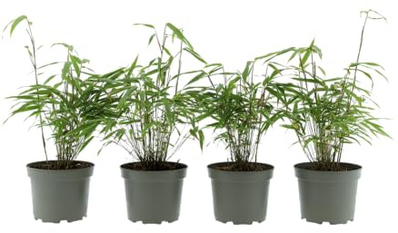 Fargesia Bambus Pflanzen 'Gansu' oder 'Red Dragon' – Winterhart & Nicht Wuchernd – Roter & Grüner Bambus – C2 Topf – 40-60cm. (6, Grün - 'Gansu')