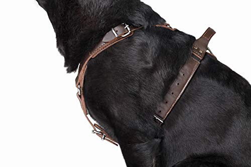 DINGO GEAR Epic Hundegeschirr, klassisches Leder, mit starkem Sicherheitssystem, Größe L