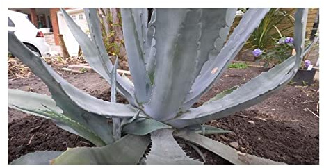 Stk - 10x Agave americana subsp. protoamericana Agaven Garten Pflanzen - Samen ID654 - Seeds & Plants Shop by Ipsa