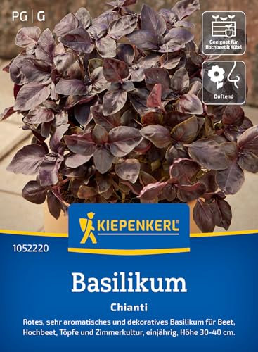 Kiepenkerl Basilikumsamen Chianti 1052220 - rote, sehr aromatisch Blätter und dekoratives Basilikum - 30-40cm - Pflanzen Samen, Saatgut, Kräutersamen