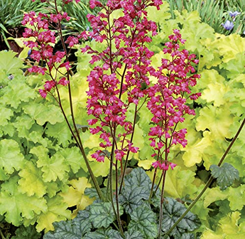 GARTEN SCHLÜTER® Purpurglöckchen Paris - Heuchera - 0,5 Liter - Topf | Für Beet, Kübel und Steingarten - winterhart und mehrjährig - 1 Pflanze