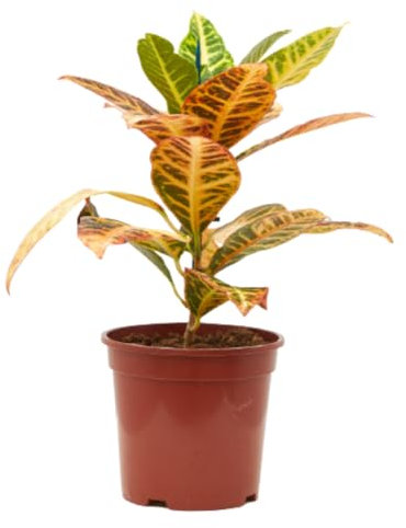 verdecora Croton Petra | Planta Natural de Interior | Hojas de Colores | Purificadora del Aire | Facil de cuidar (Maceta Ø13cm)