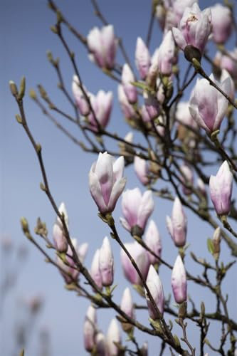 Magnolia soulangiana 'Heaven Scent' 40-60 cm - Tulpenmagnolie, rosa Blüten, Blütezeit April-Mai, ideal für Gärten, duftend, pflegeleicht