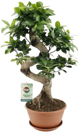 Ficus Ginseng - 50-60cm - Ø22cm - Pianta d'appartamento - Sempreverde