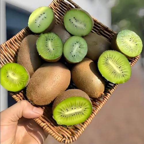 Semi di kiwi, da nani resistenti da giardino roccioso semi rari balcone frutteto balcone kiwi, colonnare 300pcs