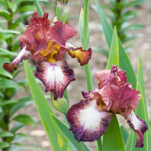iris de temprana de interior exóticas 2bulbos
