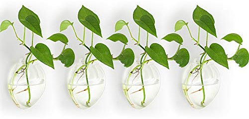 NUPTIO 4 Stück Wandbehang Glas-Pflanzgefäße Pflanzgefäß – Wasserpflanzvasen Luftblumenvase Pflanzgefäß Pflanzgefäß