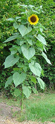 vegherb 7600Mg Riesen Bio Wolkenkratzer Sonnenblumensamen Huge Blumen und hohe 60 Count