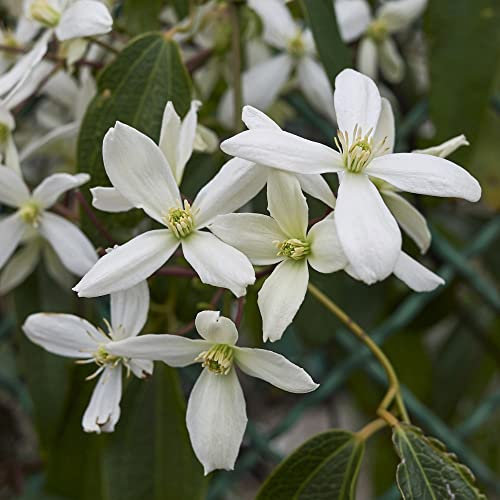 Clematis Armandii Old Man's Beard Armand Clematis Hardy Perennial Fragrant White Blooms Evergreen Climber Easy to Grow Your Own Garden Flowers 2-Litre Potted Plants by Thompson and Morgan