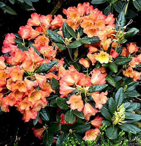 INKARHO - Rhododendron Sasonade 20-25cm - Alpenrose - lebende Gartenpflanze aus den Baumschulen