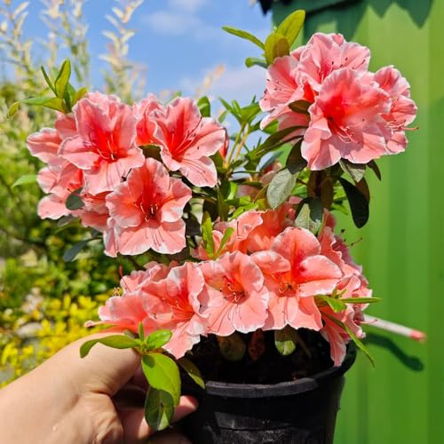 semillas resistentes de azalea - orgánicas balcón Decoración jardín 100pcs