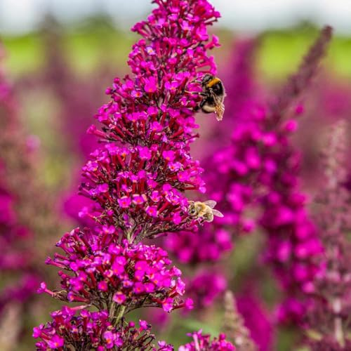 Garten-Schlüter® Zwerg-Schmetterlingsflieder Summer Lounge ‚Octopus Magenta‘® - Buddleja - dekorativer Zierstrauch mit magentafarbenen Blüten - pflegeleicht - hitzeresistent (3 Liter Topf 30-40 cm)