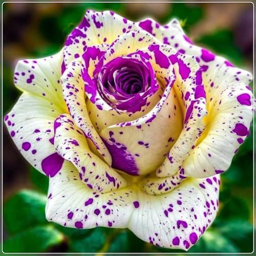 Rosen Zwiebeln, Seltene Pflanze, MysteriöSe Magische GlüHbirne, Winterharte Pflanzen, MehrjäHrige Qualitätspflanzen, Blumenzwiebel Mix, Garten Pflanzen,-1zwiebeln-B