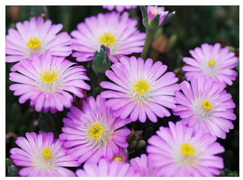 Stauden Gänge 10 x Delosperma cultorum 'Jewel of Desert Rosequartz' | Winterharter Bodendecker für Sonne, Blüte April bis Oktober, mehrjährig, 9x9 cm Topf
