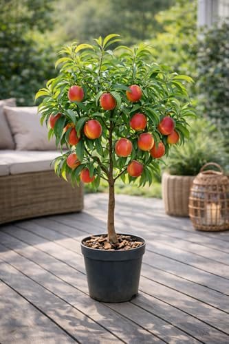 Zwerg Nektarine Stämmchen 130–180 cm – Prunus persica nucipersica Mini Nektarinenbaum, kompakter Obstbaum für Balkon, Terrasse & Garten, selbstfruchtend, süße Früchte, winterhart, ideal für Kübel