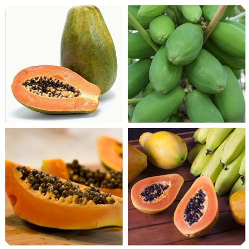 Semi di Papaya Formosa, Frutta Tropicale per Regolare la Pressione Arteriosa, 30 Semi
