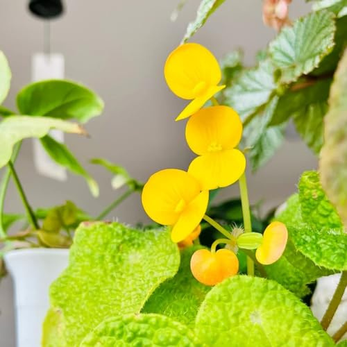 Begonien - steingarten gartenblumen rankpflanzen bio alte sorten blumensamen indoor gewächshaus deko wohnzimmer zimmerbonsai exotische zimmerpflanzen topfpflanzen blumenstauden 500samen