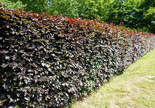 100st. Fagus sylvatica Purpurea 125-150cm im Topf– Blutbuche | ideal als Heckenpflanze | Purpurrotes Laub, robust & schnittverträglich – ideal für Garten & Park | Blutbuche | Hecke