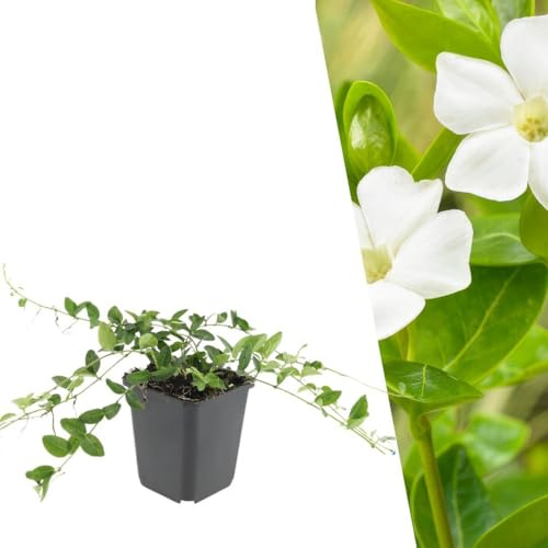Plants by Frank Vinca Minor Alba, 24x Weißes Immergrün Pflanzen, Ø 9 cm | Immergrün Pflanzen mit Weiße Blütenfarbe, Bodendecker Winterhart Mehrjährig, Halbstrauch, Stauden, Topf 9 cm, Höhe: 15 cm