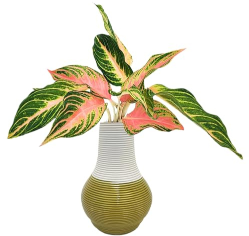 I GIARDINI DI GIULIA - Aglaonema Pink Sunset in Idrocultura con Vaso Artigianale in Argilla Ø10,5 cm | Pianta Vera da Interno con Foglie Rosa e Verdi | Facile da Curare | Stile Naturale (Verde acido)
