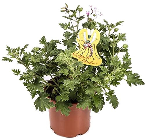 DECOALIVE Geranio Aroma Limón Planta Natural para Interior, Terraza y Jardón