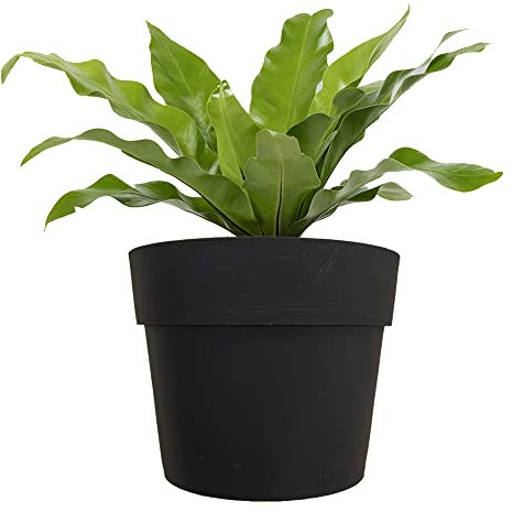 Tecnokit: Hängende Wandvase MODULAR, Weiß, Wandhalterung für Pflanzen und Wandkasten (Schwarz)