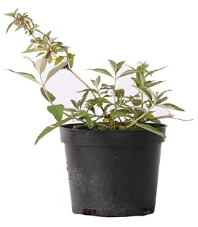 Sommerflieder weyeriana 'Sungold' - Buddleia x weyeriana