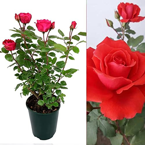 Carbeth Plants - Rose Bush Love Knot - Floribunda Red Rose Bush for The Garden in a 3Litre Pot (2)