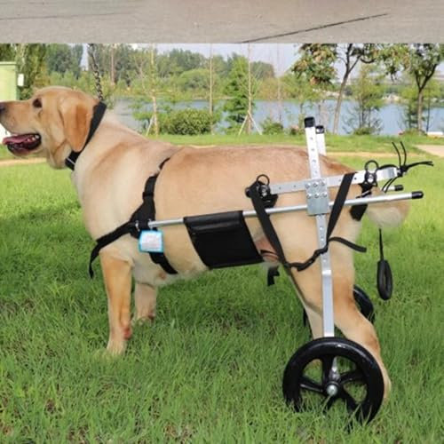 CHZDPP Hunde-Rollstuhl Verstellbarer großer Hunderollstuhl für verletzte Hinterbeine, Hunderollstuhl für gelähmte Hinterbeine, Leichter Haustier-Rollstuhl für Rehabilitationstraining(XXL)