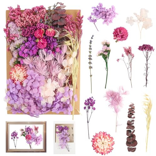 Lila Serie Trockenblumen, Hervorragende Getrocknete Blüten,Unvergängliche Gepresste Blumen, Getrocknete Trockenblumen zum Basteln Für Tischdeko, Blumenarrangements