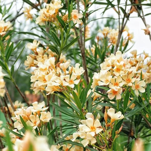 Semillas de adelfa, de jardín de rocas Adelfa Nerium, regalos sostenibles raras semillas de silvestres arbustos resistentes jardín 20pcs
