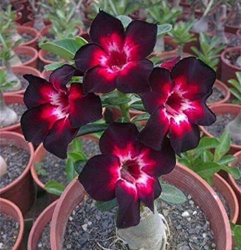 Rosa del deserto bulbo resistente perenne esotico-1 Bulbis,C
