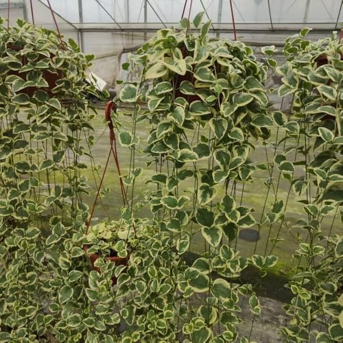 semillas de hiedra - exteriores perennes resistentes balcón jardín variedades antiguas orgánicas 500pcs