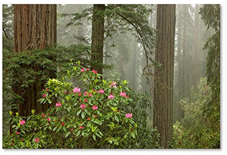 Trademark Fine Art ALI17852-C1624GG Redwood Fog Rhododendrons
