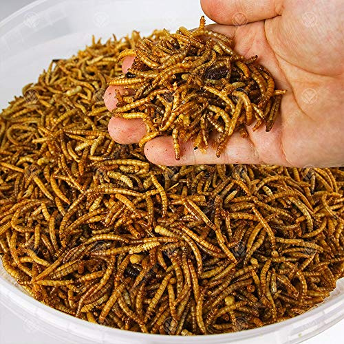 2 X 5KG Wild Bird Dried