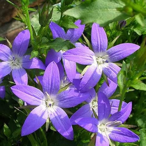 6 x Campanula Poscharskyana 'Stella' - Hängepolster Glockenblume Stella Topf 9x9cm
