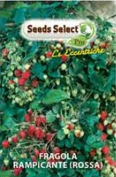 Seeds Select Fragola Rampicante Rossa, Semi di Fragole Rampicanti