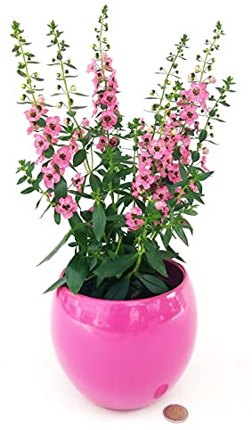 POWERS TO FLOWERS - ANGELONIA ROSA, 1 PIANTA IN VASO CERAMICA FUCSIA SFERICO, pianta vera
