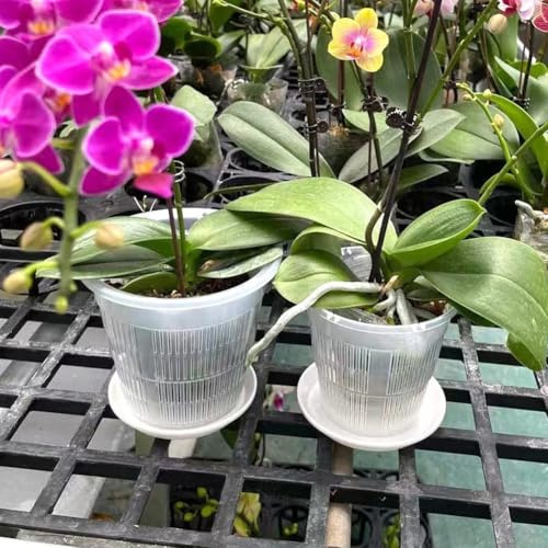 Lot de 5 pots à orchidées en plastique transparent avec soucoupes pour orchidées d'intérieur (16 cm)