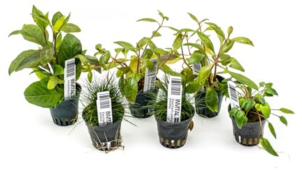 INVITAL Aquarium Pflanzen Set mit 6 Pflanzen für ein Aquarium bis 50 Liter Ø 5,5 cm