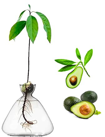 YWNYT Vasche di vetro per fiori, vaso per semi di avocado, kit per la coltivazione di alberi di avocado, vaso idroponico per semi, decorazione per la casa