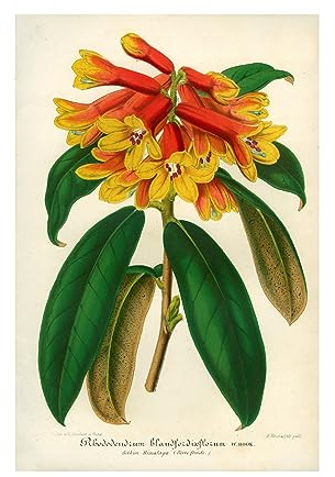 Print Collection 'Orange Yellow Rhododendron' Canvas Art