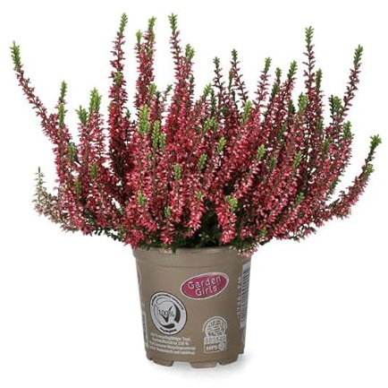 Brecina o Calluna Natural Planta Navideña que Dura Todo el Año y Alegra tu Hogar