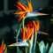 Strelitzia reginae – una pianta tropicale del paradiso, colorata e resistente, perfetta per il giardino e il soggiorno-3bulbi-C