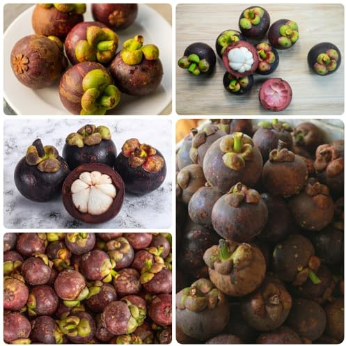 Semi di mangostano, da frutto, frutto colonnare Garcinia mangostana, biologici semi di balcone 20pcs